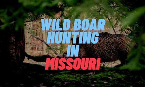 Cheap hog hunts missouri. Things To Know About Cheap hog hunts missouri. 
